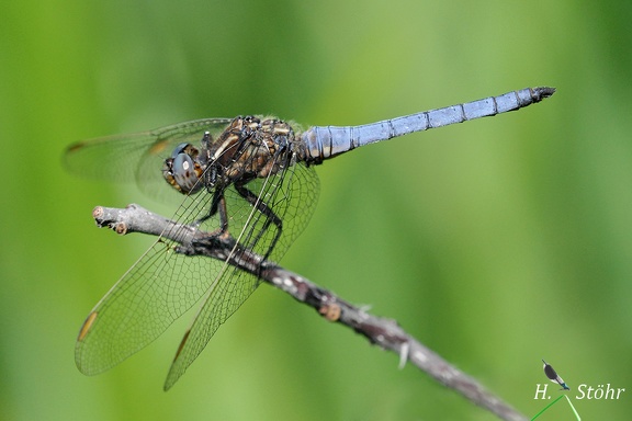 Kleiner Blaupfeil (Orthetrum coerulescens)